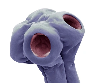 Scanning Electron Micrograph SEM Images Drucke: Beef tapeworm, SEM C016 / 9079
