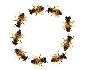 Bilder Datiert 22. August 2011: Bienen im Kreis