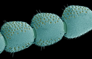 Scanning Electron Micrograph Insects Drucke: Beetle antenna, SEM