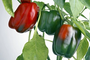Pepper Plant Images Drucke: Bell peppers