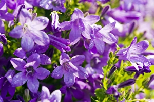 Wildflowers Nature Drucke: Bellflower (Campanula)