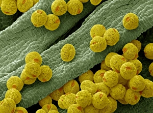 Drucke von Blumenknopf-Pollen. Farbige Rasterelektronenmikroskopaufnahme (SEM) von Knospenkörnern einer Blumenknöpfel (Campanula sp.). Die Samenzellen sind die männlichen Gameten eines Pflanzenorganisms Bilder Datiert 2009 Juni: Blumenknopf-Pollen im SEM