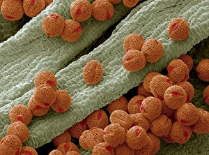 Pollen Grain Morphology Drucke: Bellflower pollen, SEM