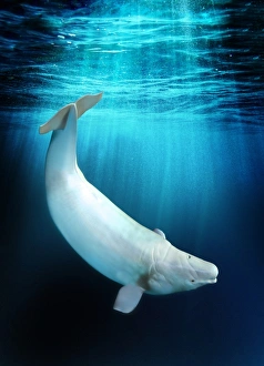 Beluga Whale Underwater Drucke: Beluga whale, artwork