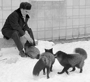 USSR Academy Of Sciences Member Drucke: Belyaev with his selectively bred foxes