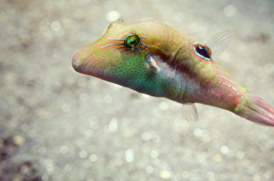 Tropical Ocean Fauna Drucke: Bennetts pufferfish