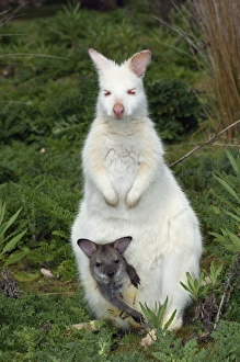 Albino Wallaby Drucke: Bennetts wallaby