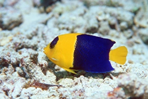Tropical Fish Drucke: Bicolor angelfish