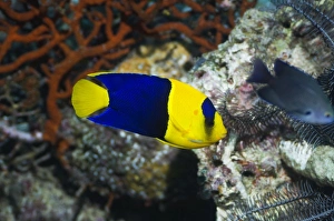 Tropical Reef Fish Drucke: Bicolour angelfish