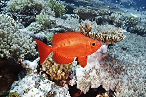 Tropical Ocean Creatures Drucke: Bigeye fish
