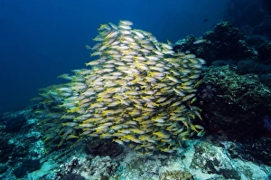 Tropical Coral Reefs Drucke: Bigeye snappers