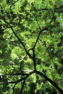 Maple Leaf Images Drucke: Bigleaf maple (Acer macrophyllum)