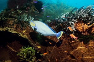 Großnasen Unikelefantfisch