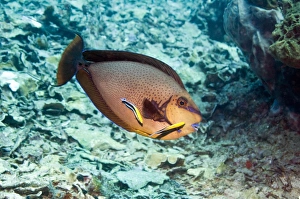 Bluestreak Cleaner Wrasse Drucke: Bignose unicornfish