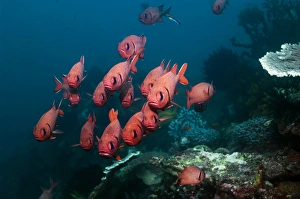 Reef Fish Species Drucke: Bigscale soldierfish