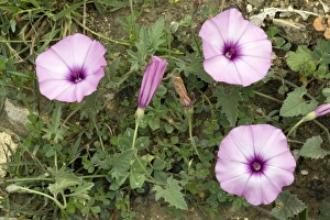 Drucke von Kleeblättriger Bindwurz (Convolvulus althaeoides) im Blütenstand. In Spanien - Andalusien fotografiert Bilder Datiert 2009 Juli: Klettenblume (Convolvulus althaeoides)