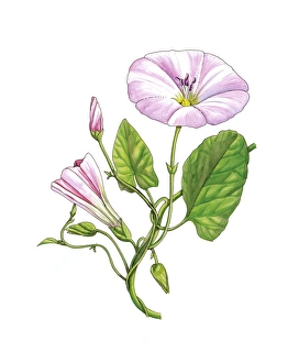 Convolvulus Arvensis Drucke: Bindweed (Convolvulus arvensis), artwork C016 / 3415