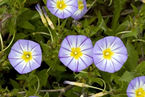Spanish Wildflowers Drucke: Bindweed (Convolvulus tricolor)