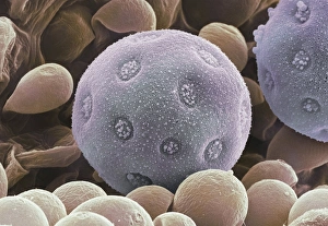 Pollen Grain Structure Drucke: Bindweed pollen grains, SEM