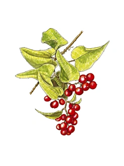 Herbal Medicine Illustration Drucke: Bindweed (Smilax aspera) fruit, artwork C016 / 3374