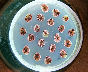 Drucke von Biofuelbakterien in einem Petridish mit Kolonien von rekombinanten (genetisch veränderten) Streptomyces-Bakterien (rot), die möglicherweise Zellulase produzieren können Bilder Datiert 2003 Juli: Biokraftstoffbakterien