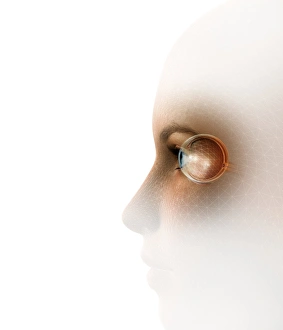 Biometrische Anerkennung, konzeptuelles Kunstwerk
