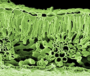 Bilder vom 12. August 2009: Eichenblatt, SEM