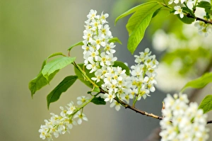 Spring Blooming Trees Drucke: Bird Cherry (Prunus padus)