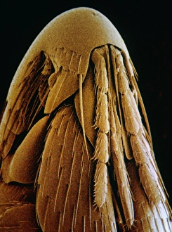 Bilder aus dem Jahr 1993: Vogelfeindkopf, SEM