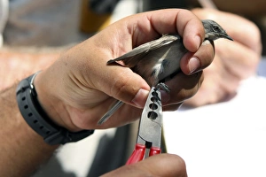 Bird Ringing Drucke: Bird ringing