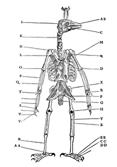 Bilder Datiert 3. November 2011: Vogelskelett, historisches Kunstwerk