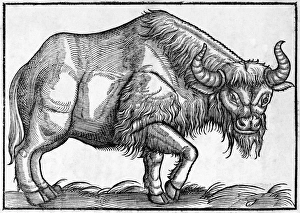 16th Century Woodcut Drucke: Bison, historical artwork
