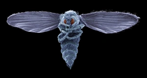 Scanning Electron Microscope Photos Drucke: Biting midge, SEM