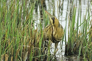 Bittern Bird Drucke: Bittern