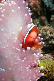 Schwarze Seerosenfisch