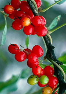 Bilder Datiert 11. Januar 2001: Schwarze Brombeeren