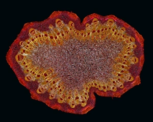 Polarised Light Micrograph Drucke: Black burdock stem, light micrograph