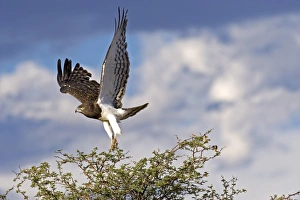 Kgalagadi Transfrontier Park Birds Drucke: Black-chested snake eagle