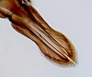 Blood Feeding Insects Drucke: Black fly proboscis, light micrograph