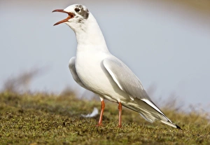 Norfolk Coast Wildlife Drucke: Black-headed gull calling