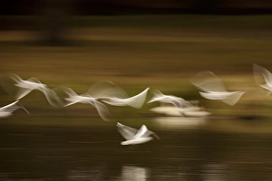 UK Wildlife Photos Drucke: Black-headed gulls in flight