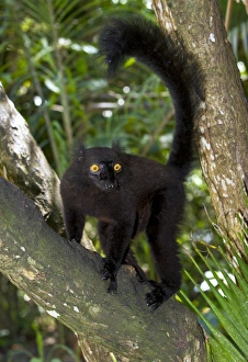 Endangered Lemurs Of Madagascar Drucke: Black lemur