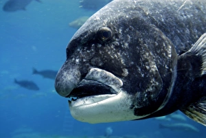 Indian Ocean Wildlife Drucke: Black musselcracker fish