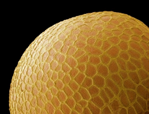 Bilder Datiert 13. Mai 2009: Schwarzer Senfbohnenkeim, SEM