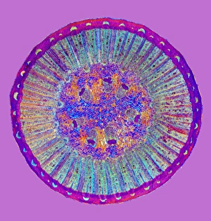 Polarised Light Microscopy Drucke: Black pepper stem, light micrograph