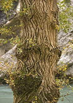Black Poplar Tree Drucke: Black poplar trunk