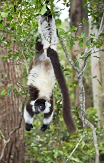 Madagascar Lemurs Drucke: Black ruffed lemur