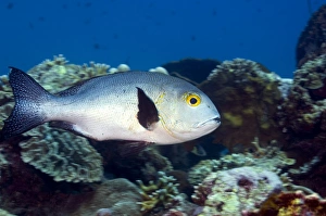 Coral Reef Fauna Drucke: Black snapper