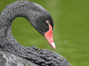 UK Wildlife Photos Drucke: Black swan