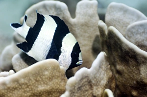 Indonesian Ocean Wildlife Photos Drucke: Black-tail dascyllus